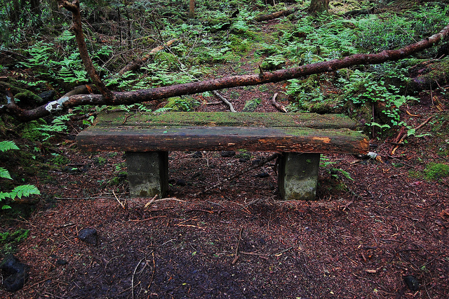 Aokigahara, bench