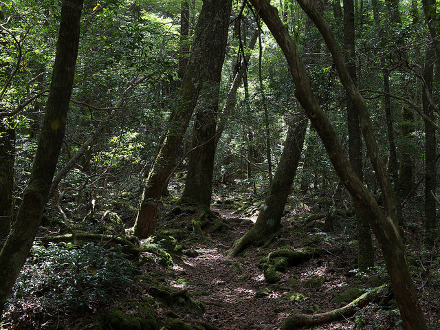 Aokigahara forest, a trail