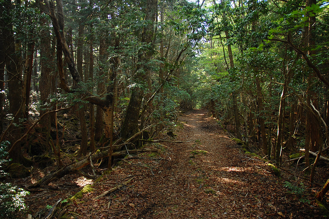 Aokigahara forest