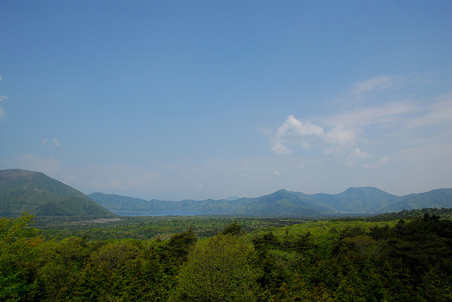Aokigahara woodlands