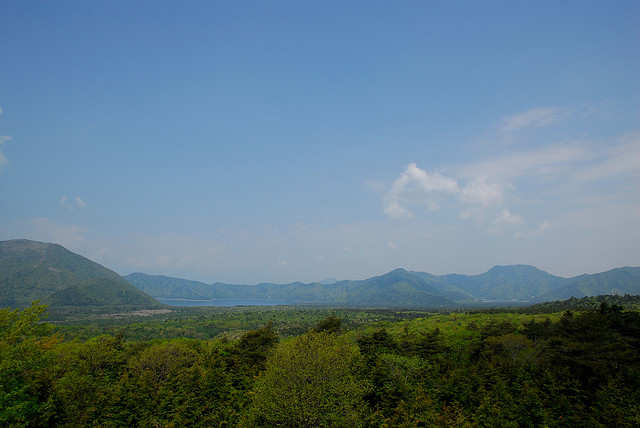 Aokigahara woodlands