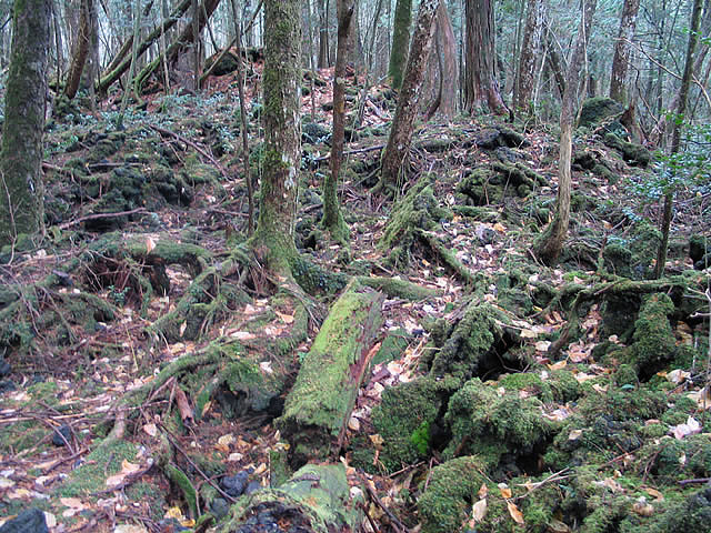 Aokigahara trees